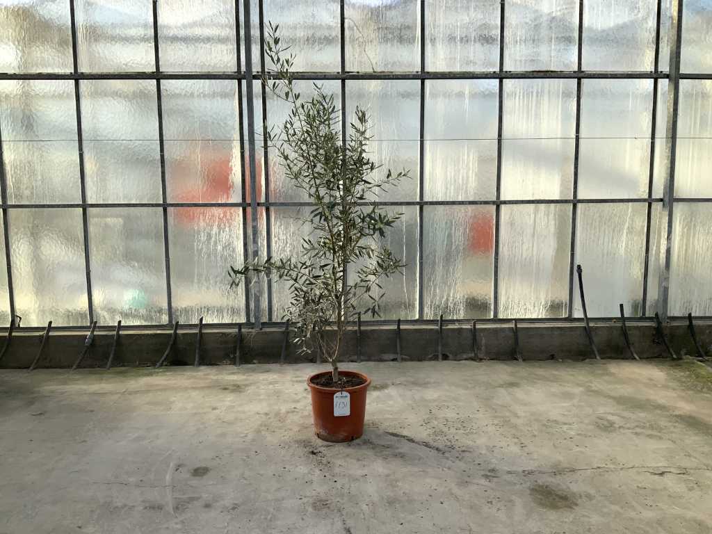 olivier (Olea Europaea Lessini)