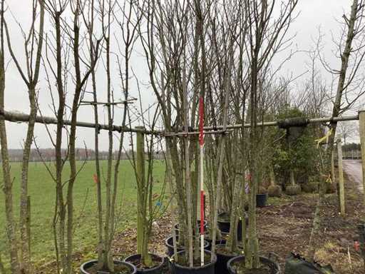 Japanese Ornamental Cherry - Multi-stemmed tree