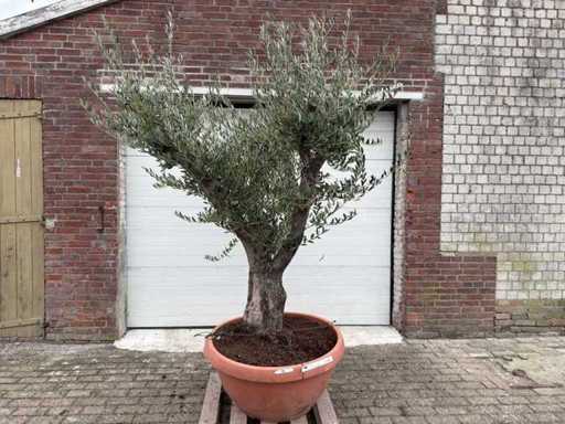 Olive tree Old Skin Branched - Olea Europaea - 100 years old - height approx. 250 cm