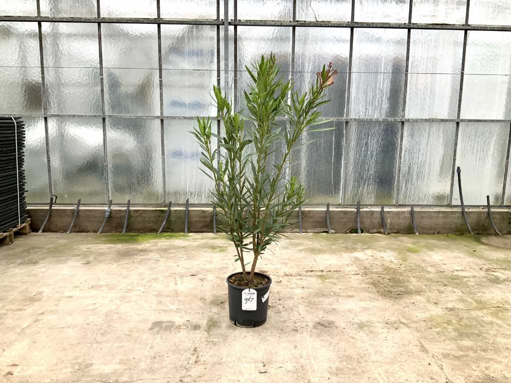 oleander rood (Nerium Oleander)
