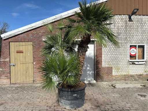 Europese dwergpalm meerstammig - Chamaerops Humilis - hoogte ca. 290 cm