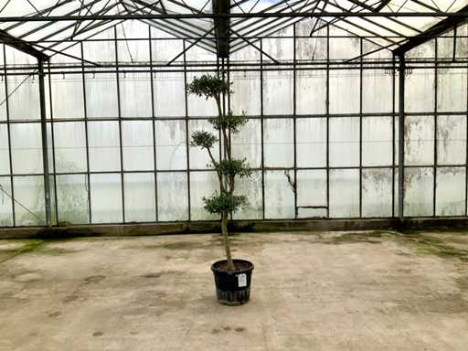 Palma oliwna (Olea Europaea lessini)