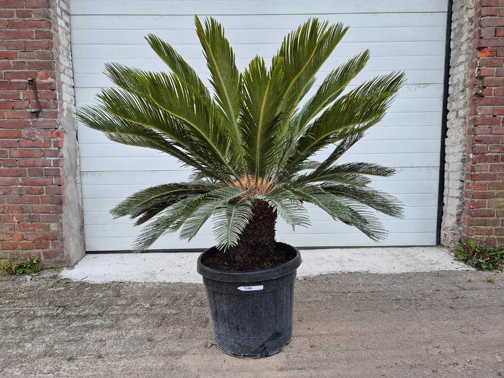 Palme des Friedens - Cycas Revoluta - Höhe ca. 100 cm