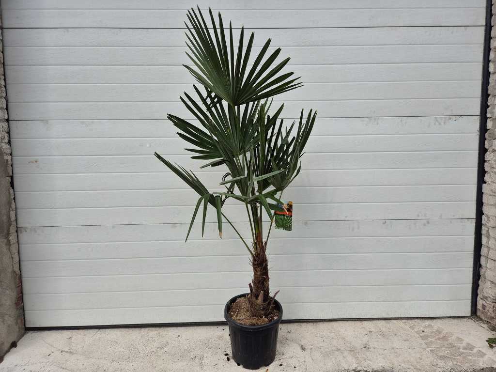 Chinese Waaierpalm - Trachycarpus Fortunei - Mediterrane boom - hoogte ca. 150 cm 