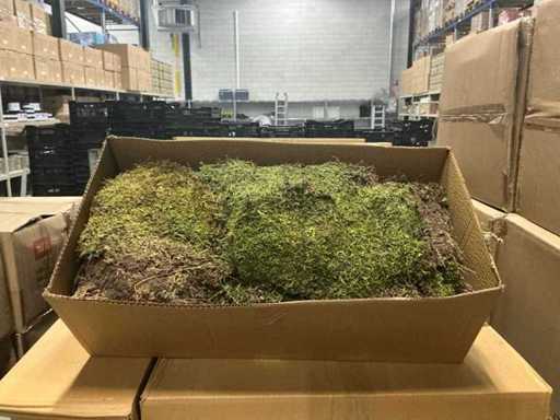 Dużo Moss Flat 2kg na pudełko (39x)