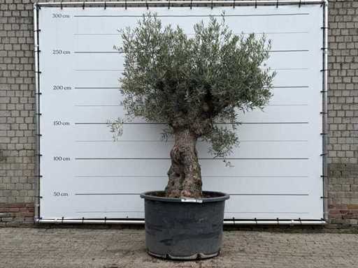 Olijfboom Bonsai - Olea Europaea - ca. 80 jaar oud - hoogte ca. 280 cm