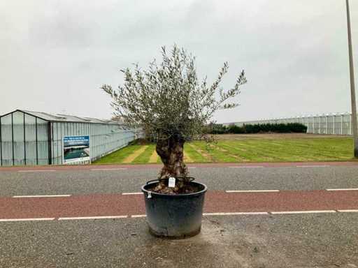 Olijfboom (Olea Europaea Lessini)