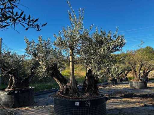 Jahrhundertealter Olivenbaum im Korb