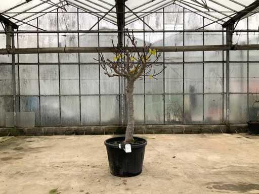 Vijgenboom (Ficus Carica)