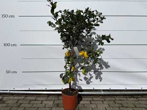 Citronnier - Agrumes Limon - Fruitier / arbre fruitier - hauteur environ 150 cm 