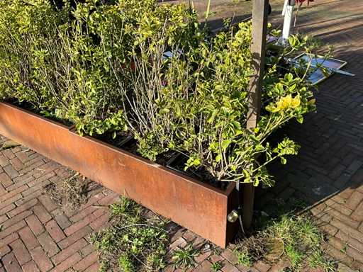 Metalen Plantenbak met inhoud