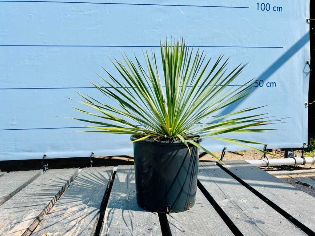 Yucca rostrata 70cm