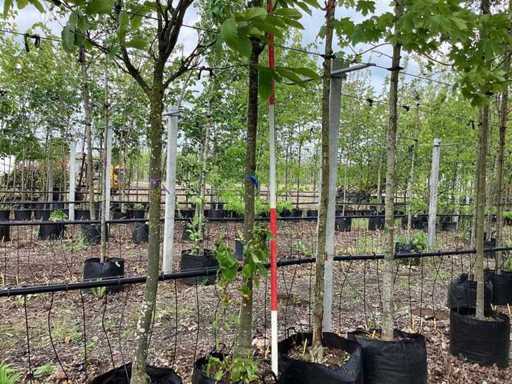 Japanese Ornamental Cherry - Avenue Tree