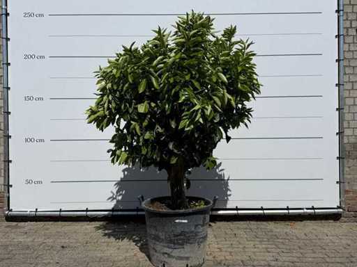 Albero d'arancia sul tronco XL - Citrus Sinensis - altezza circa 230 cm