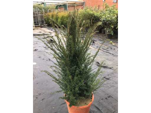 Haagplanten - Taxus (x30)