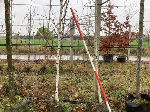 Bia?a brzoza – drzewa parkowe (2x)