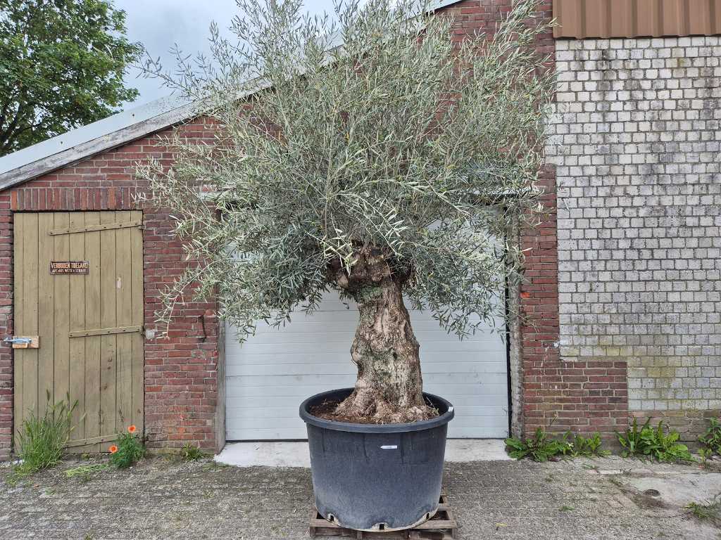 Olivenbaum Bonsai XL - Olea Euopaea - 50 Jahre alt - Höhe ca. 350 cm