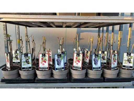 Outdoor grape, summer raspberry, mulberry Fruit/fruit tree mix (24x)