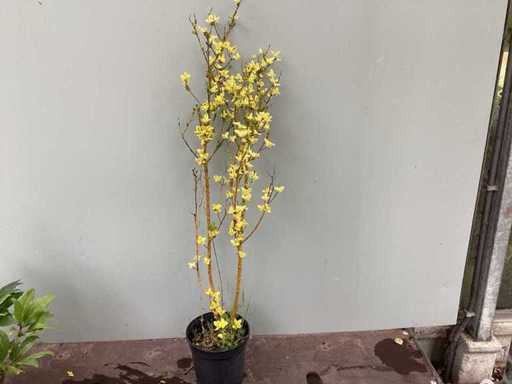 Hedge plants': Ligustrum yellow (100)