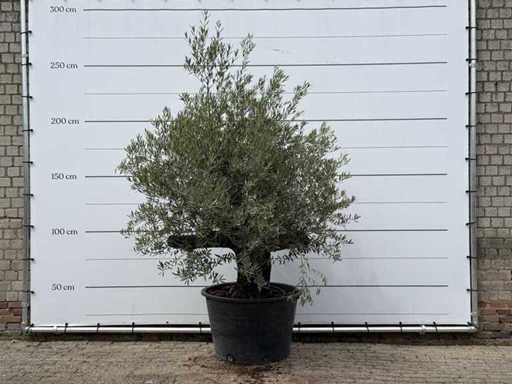 Olijfboom Old Skin - Olea Europaea - ca. 75 jaar oud - hoogte ca. 220 cm