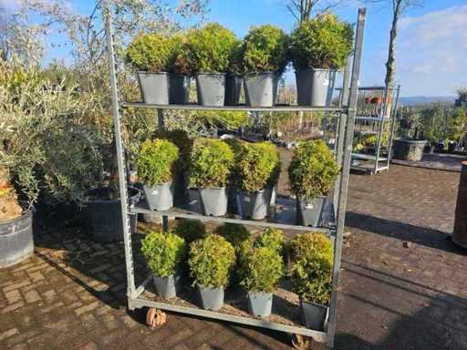 24x cyprès citron en forme de boule - robuste et parfumé
