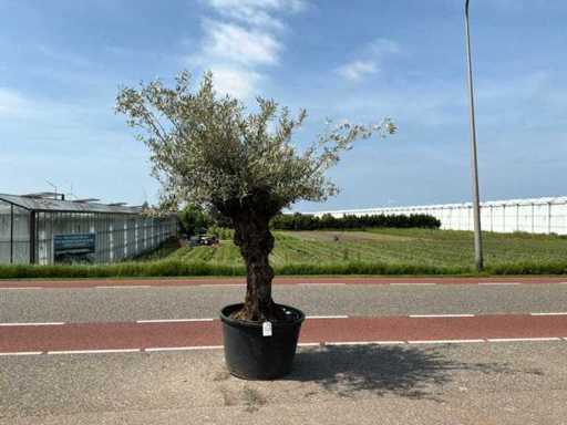 Olivier (Olea Europaea Lessini)