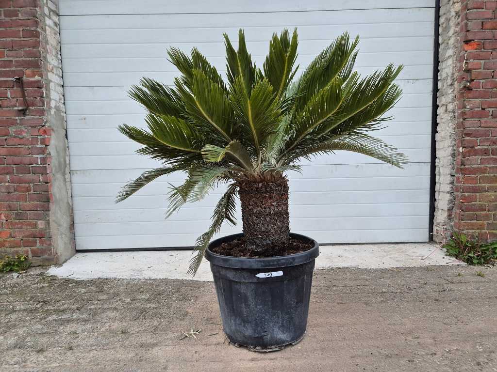 Palm of Peace - Cycas Revoluta - height approx. 100 cm