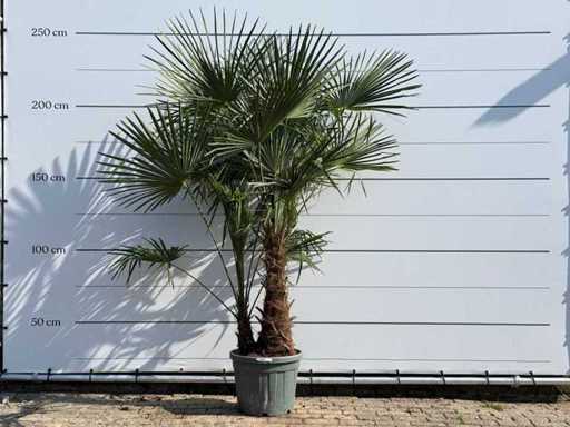 Chinese fan palm double stem - Trachycarpus Fortunei - height approx. 250 cm