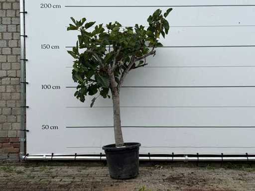 Figuier tronc bas XL - Ficus Carica - hauteur environ 170 cm