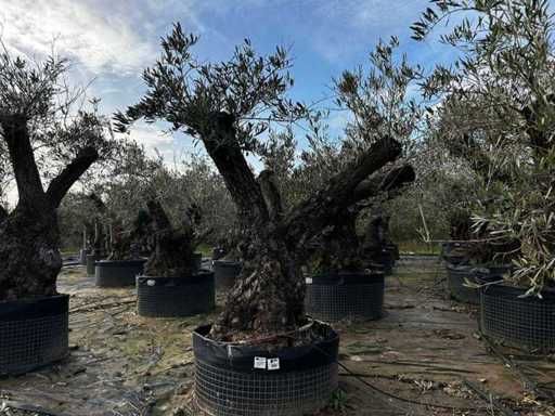Centuries-old olive tree in basket