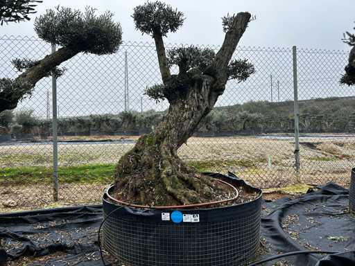 Olijfboom - Olea Europea Pom Pom Secolare 