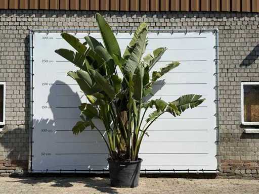 Planta pasărea paradisului XL - Strelitzia Augusta - înălțime aprox. 280 cm