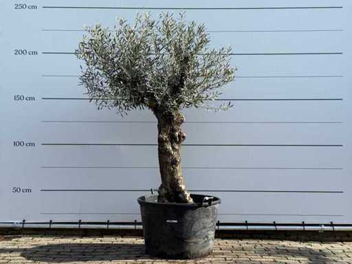 Olive tree Bonsai - Olea Europaea - approx. 80 years old - height approx. 250 cm