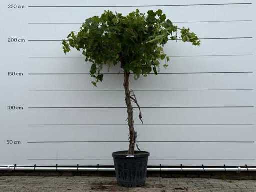 Pianta di vite alta - Vitis vinifera - altezza circa 230 cm