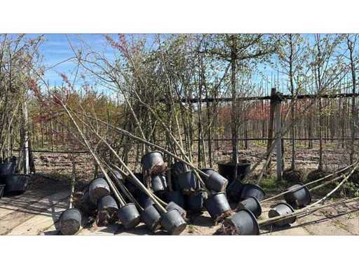 Copaci de amestec - Parkboom (30x)