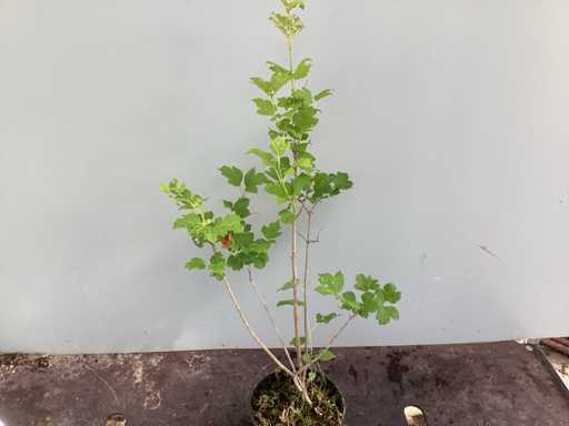 Struiken - Viburnum Opulus Roseum (x50)