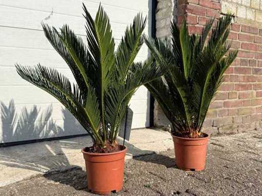 2x Cycas - Cycas Revoluta - height approx. 50 cm