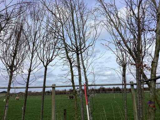 Hornbeam - Topiary trees