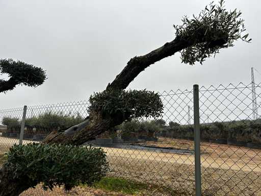 Olijfboom - Olea Europea Pom Pom Secolare 