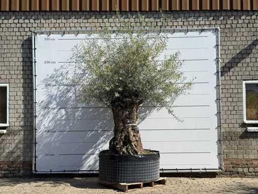 Olive tree Bonsai XL - Olea Europaea - approx. 150 years old - height approx. 270 cm