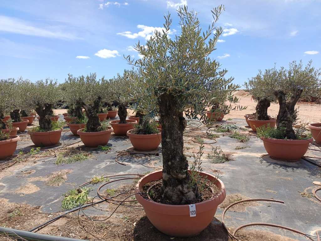 Bonsai Olive Tree Plant în castron