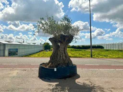 Olijfboom (Olea Europaea Lessini)