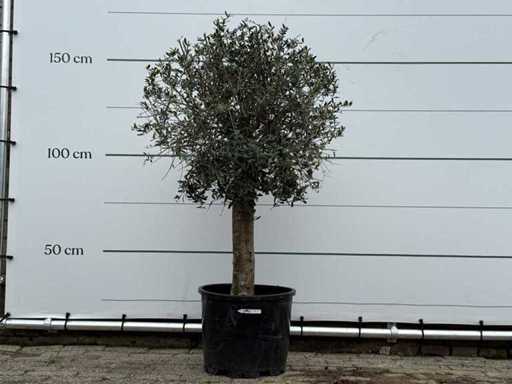 Olivenbaum Florida – Olea Europaea – ca. 25 Jahre alt – Höhe ca. 160 cm
