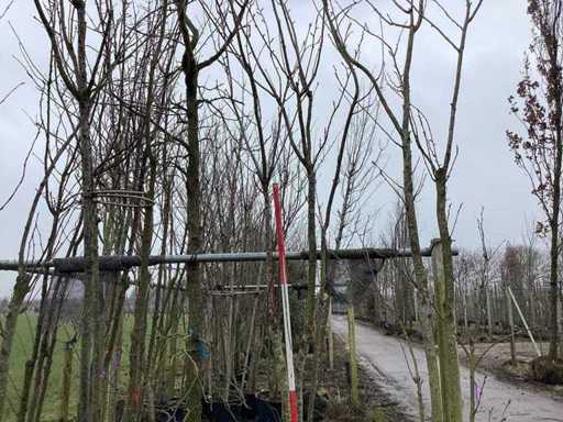 Japanese Ornamental Cherry - Multi-stemmed tree