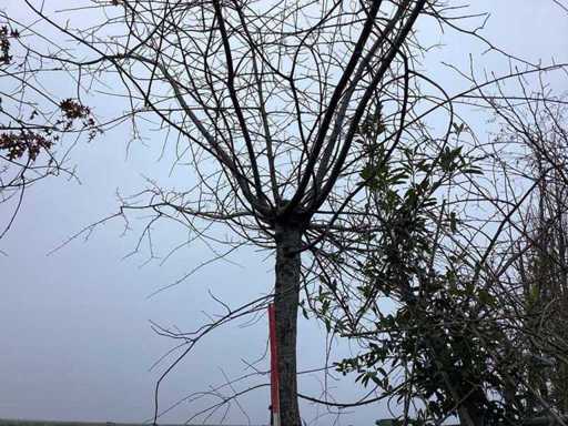 Swamp oak - Espalier
