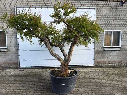 Melograno XXL - Punica Granatum - altezza circa 250 cm