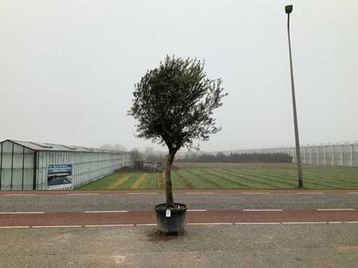 Drzewo oliwne (Olea europaea lessini)