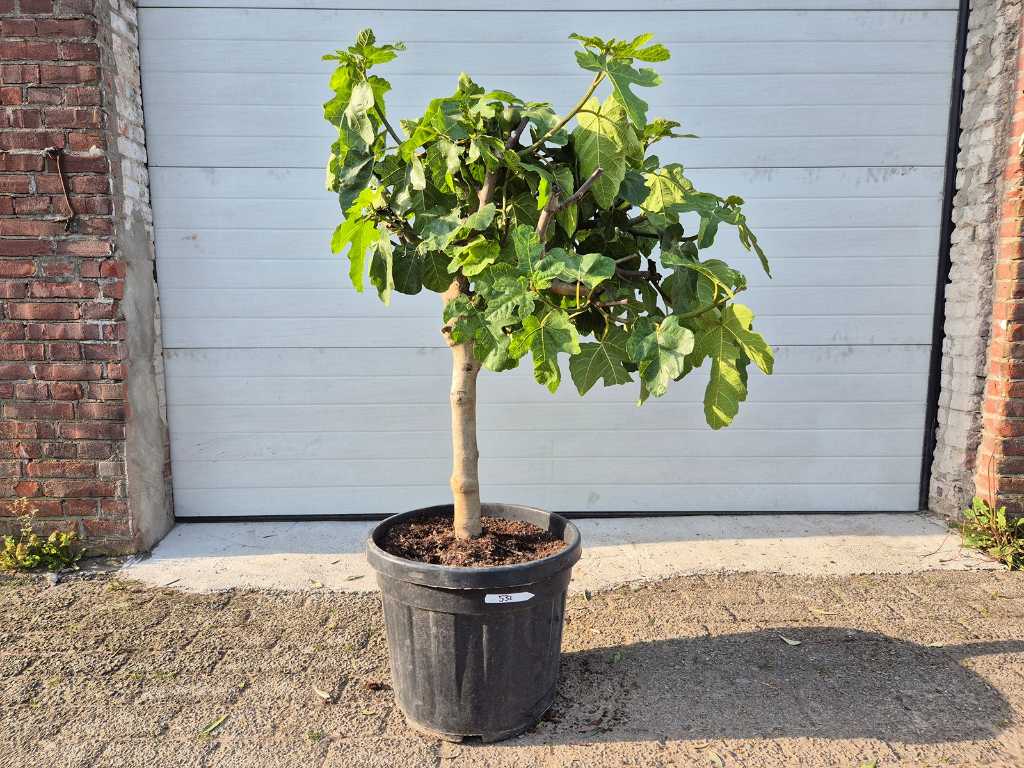 Figuier - Ficus Carica - Arbre fruitier - hauteur env. 150 cm