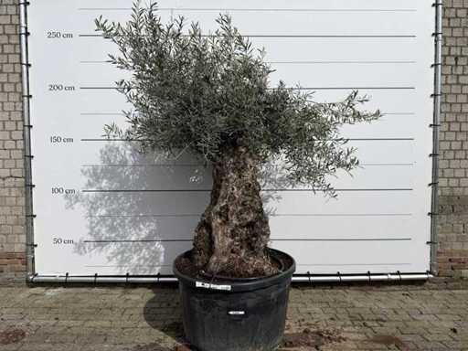 Olive tree Bonsai - Olea Europaea - approx. 80 years old - height approx. 220 cm