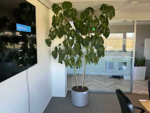 Plantes de fête hydroponiques avec pot